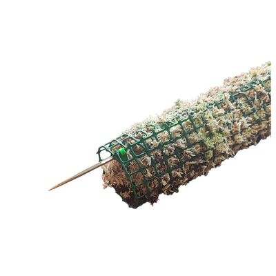 Imagen 2 del producto Tutor para Plantas de 100 cm, musgo sphagnum vivo