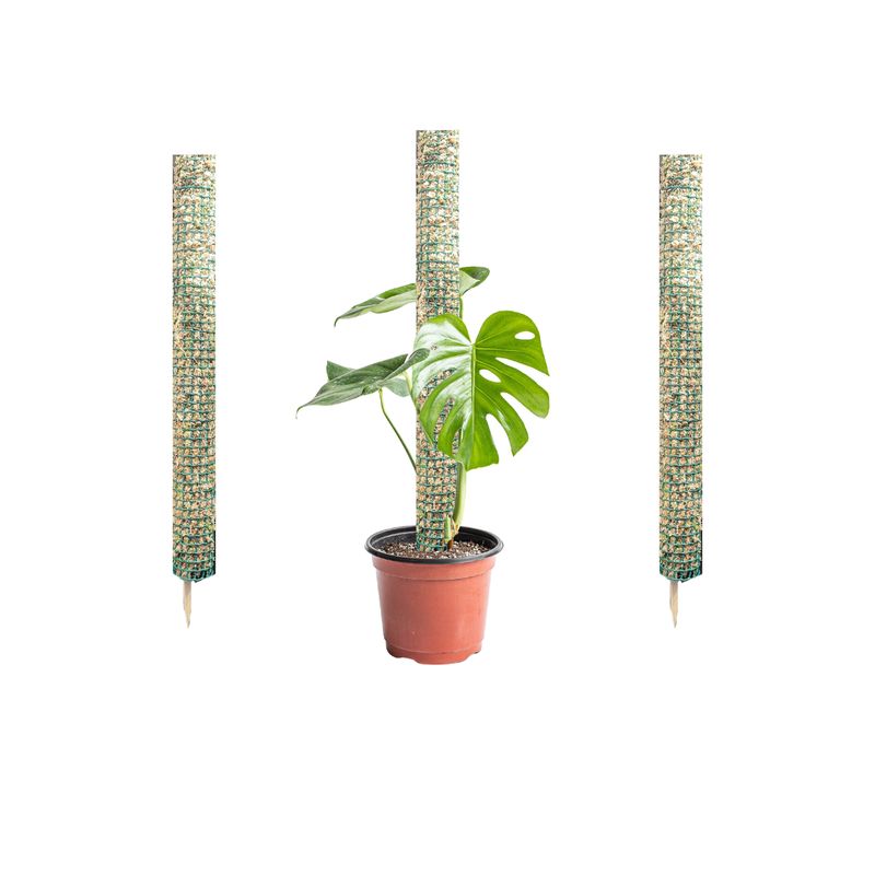 GENERICO - Set de 3 Tutores de 50 cm para Plantas