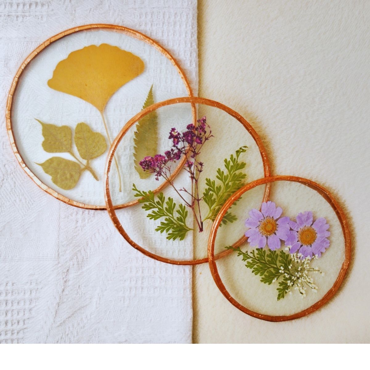 GENERICO - Cuadro Botánico de flores prensadas