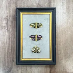 MARTIN BORDADOR - Kit Insectario 3 Mariposas