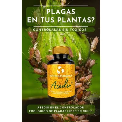 Imagen 2 del producto Jabón Potásico Con Aceite De Neem 280 ml Insecticida Ecológico y concentrado - Asedio ®