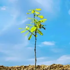 GENERICO - Roble (Quercus robur) 70 cm. aproximadamente.
