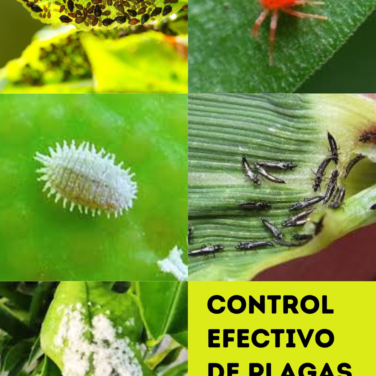 MOHICAN - JABON POTÁSICO EN CREMA CONCENTRADO 4 LTS (RINDE 400 LTS)