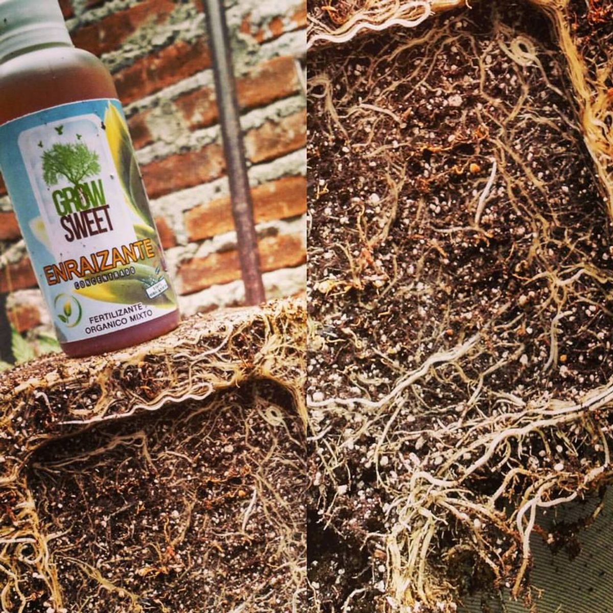 GROW SWEET - Enraizante 60 ml extractos Vegetales Aminoácidos y Nutrientes