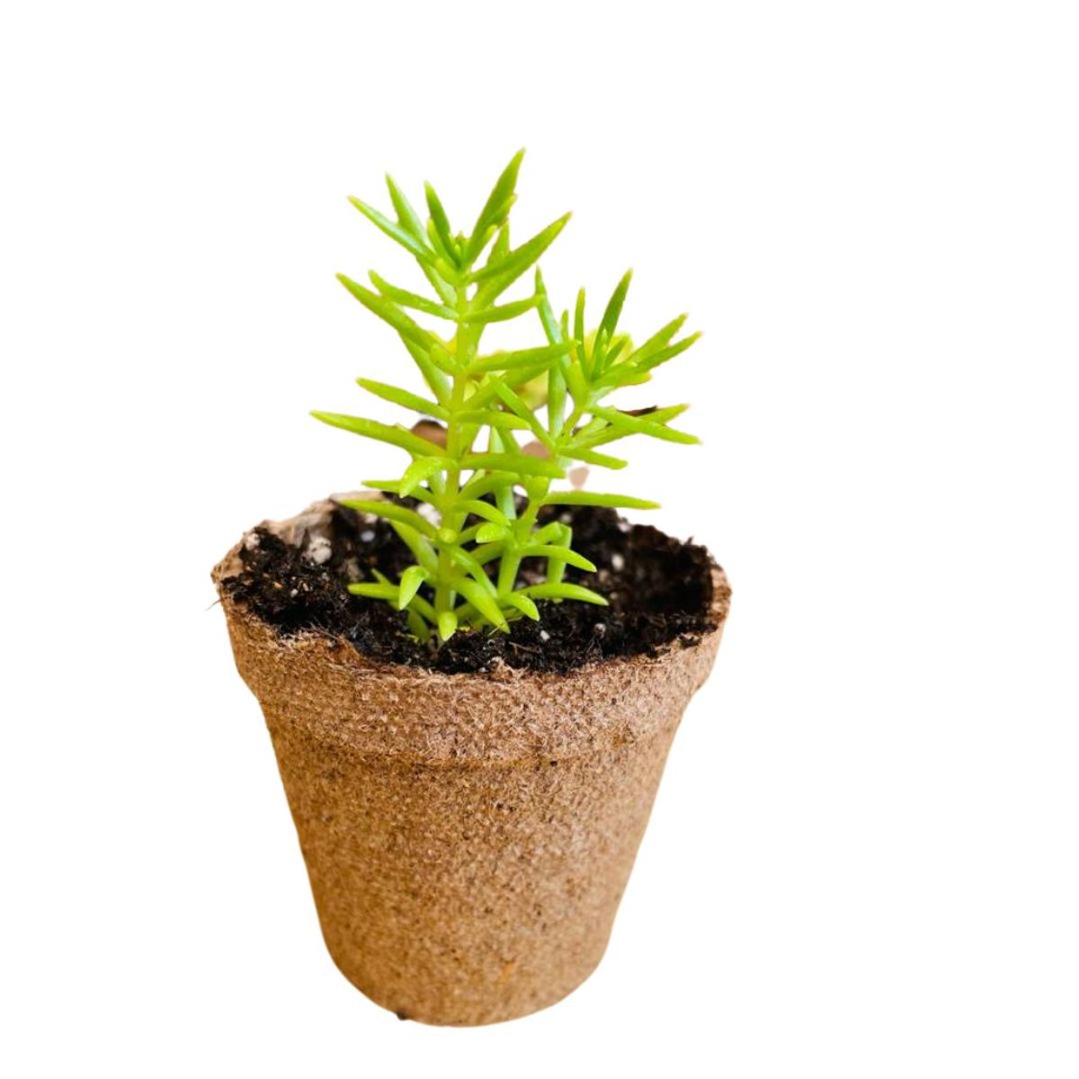 GROW SWEET - Sabor 60 ml Tus Frutos Ganarán Peso y Sabor. Producto Orgánico