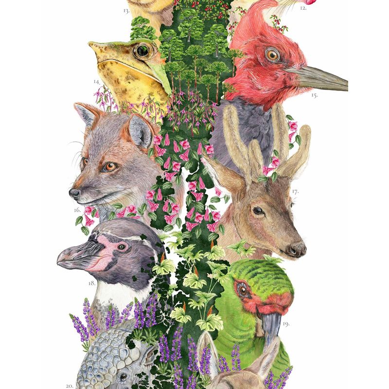 MAPPIN - Mapa de Animales que Habitan Chile - Lámina