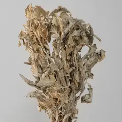 AMOBLE - Flor Seca Brisa Amoblé