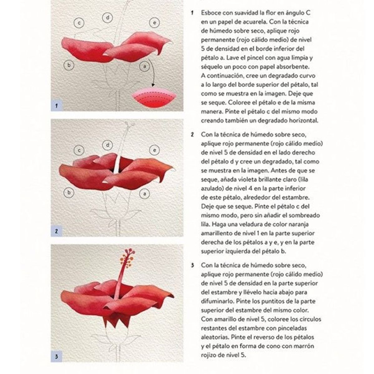 EDITORIAL CONTRAPUNTO - Dibujar Y Pintar Bonitas Flores