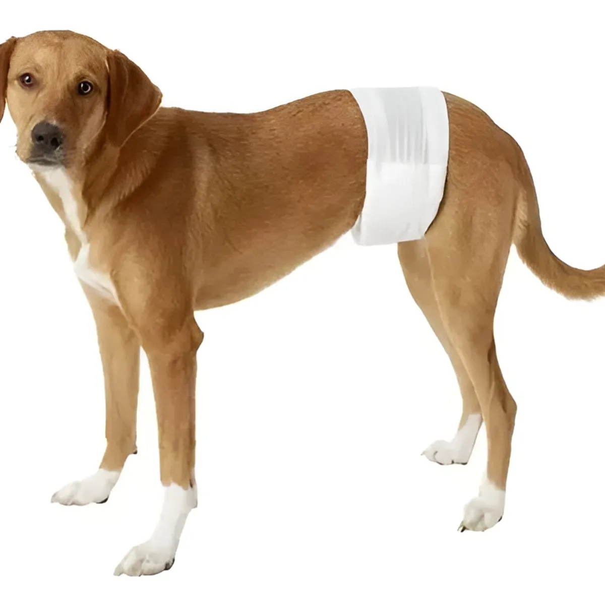 GENERICO - 12 Pañales Para Perros Pañales Para Perro Pañales Gato S