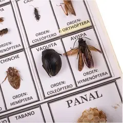 GENERICO - Muestrario Didáctico De Insectos