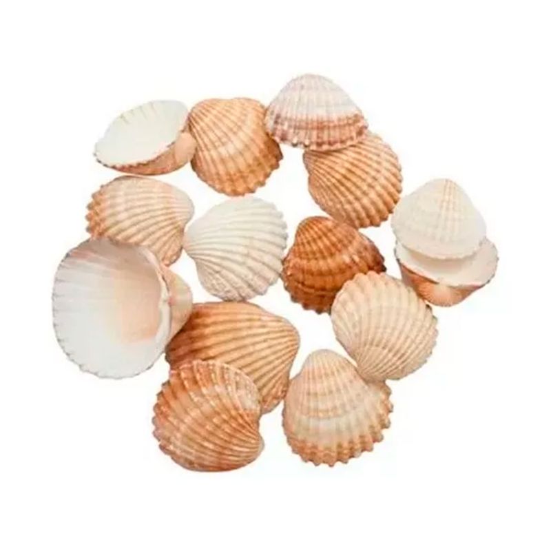 GENERICO - Conchas De Mar Decoracion De Jarrones