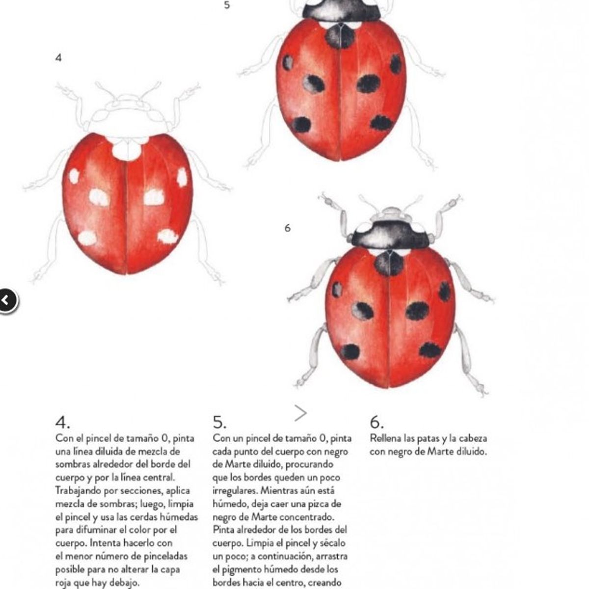 GUSTAVO GILI - Aves, Abejas Y Flores: Guía Para Pintar Con Acuarela