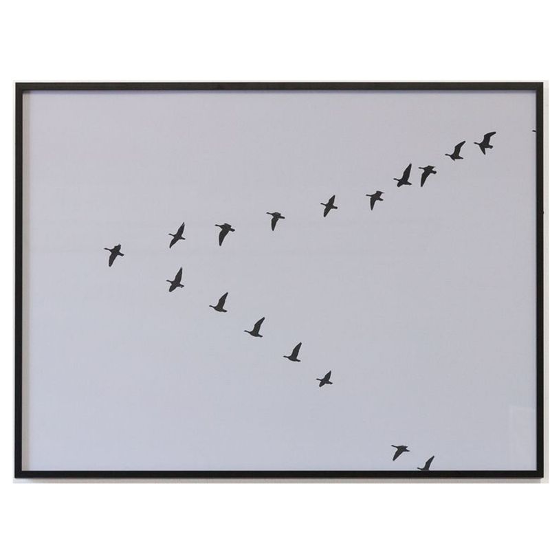 AMOBLE - Fotografia Aves C 60 X 80 Amoblé