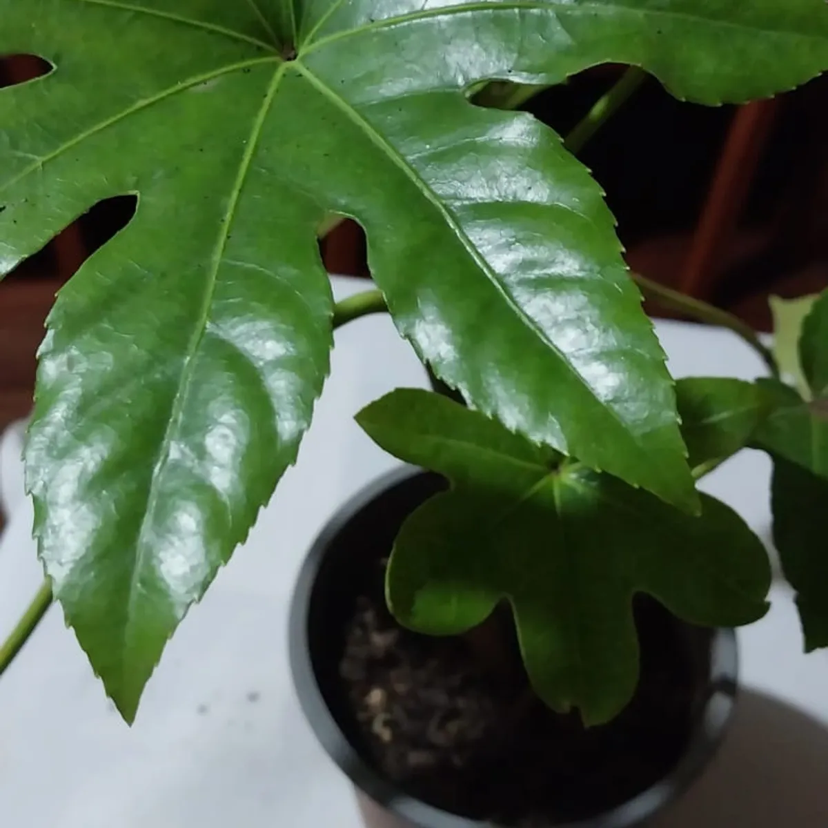GENERICO - Aralia (Fatsia japónica) 40 cm.
