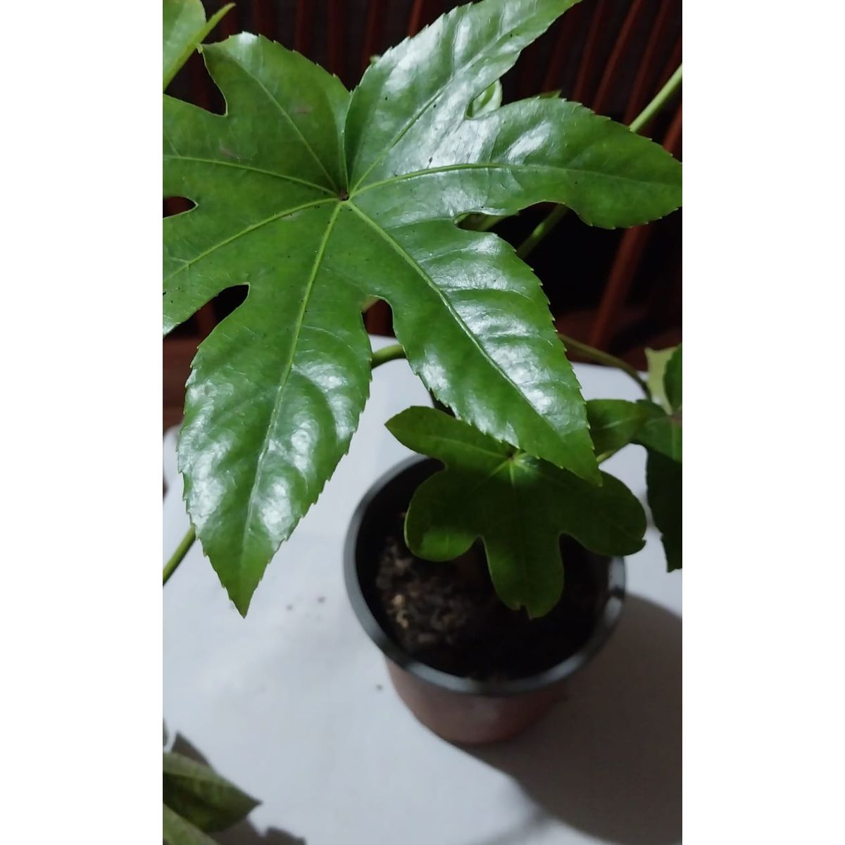 GENERICO - Aralia (Fatsia japónica) 40 cm.