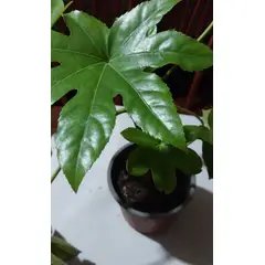 GENERICO - Aralia (Fatsia japónica) 40 cm.