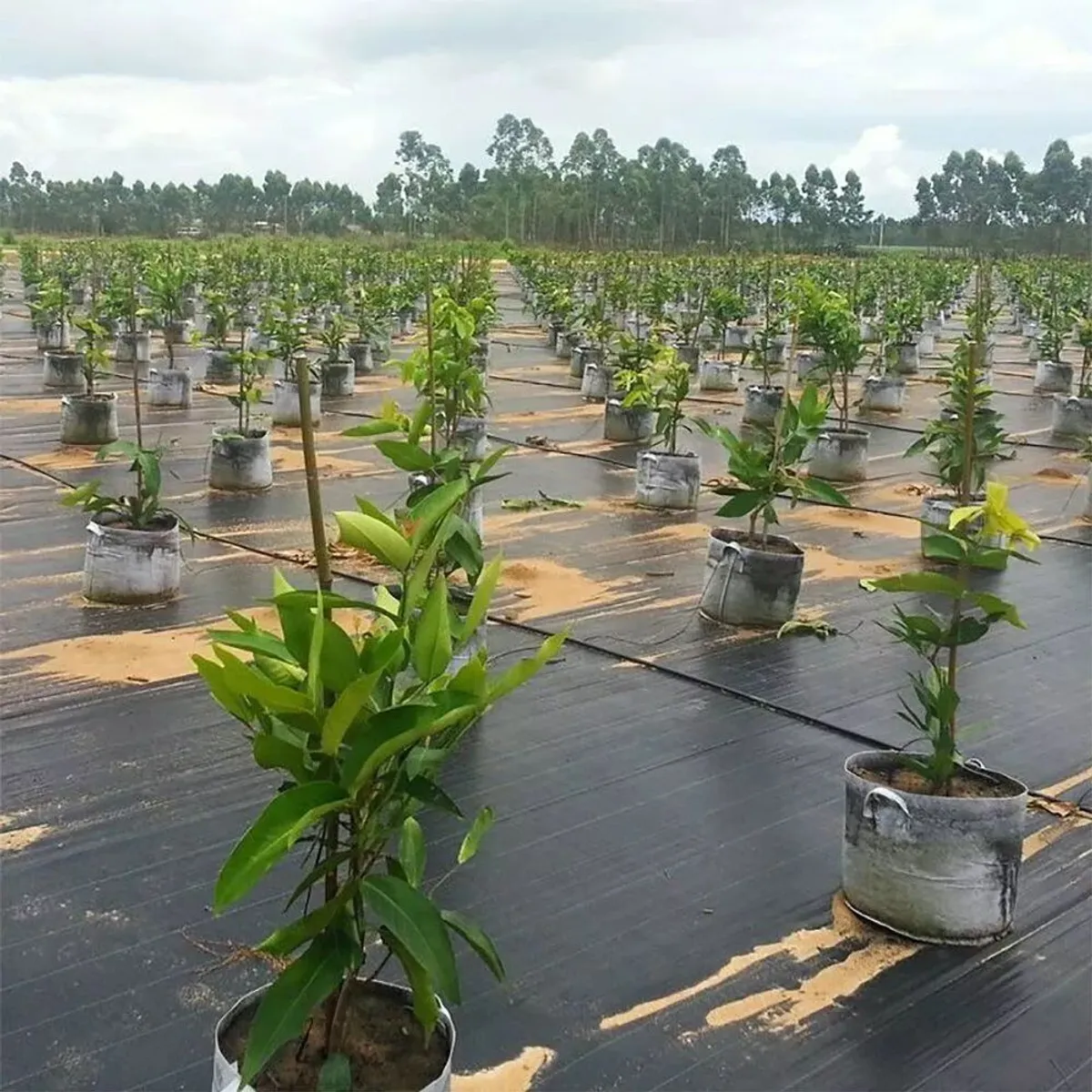 KUANGYE - Malla Antimaleza Cubresuelo 2m De Ancho X 10m De Largo