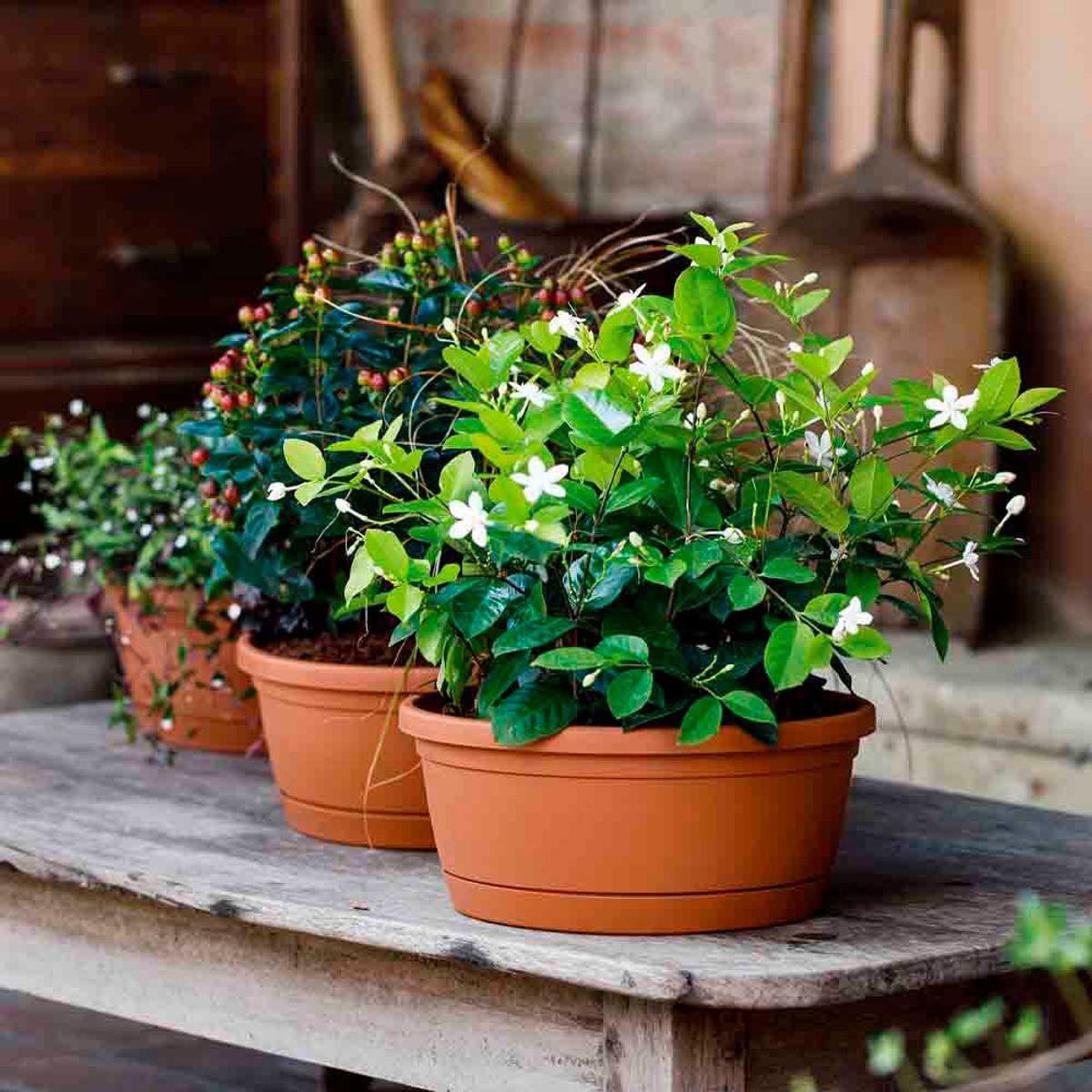 EURO3PLAST - Macetero plástico con plato 35x15 cm color terracota