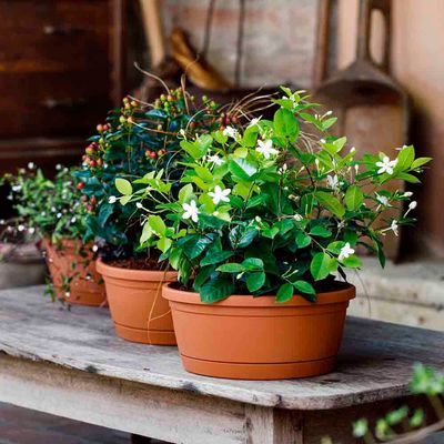 Imagen 2 del producto Macetero plástico con plato 35x15 cm color terracota