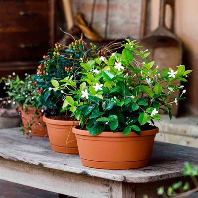 Imagen 2 del producto Macetero plástico con plato 25 x 11 cm color taupe