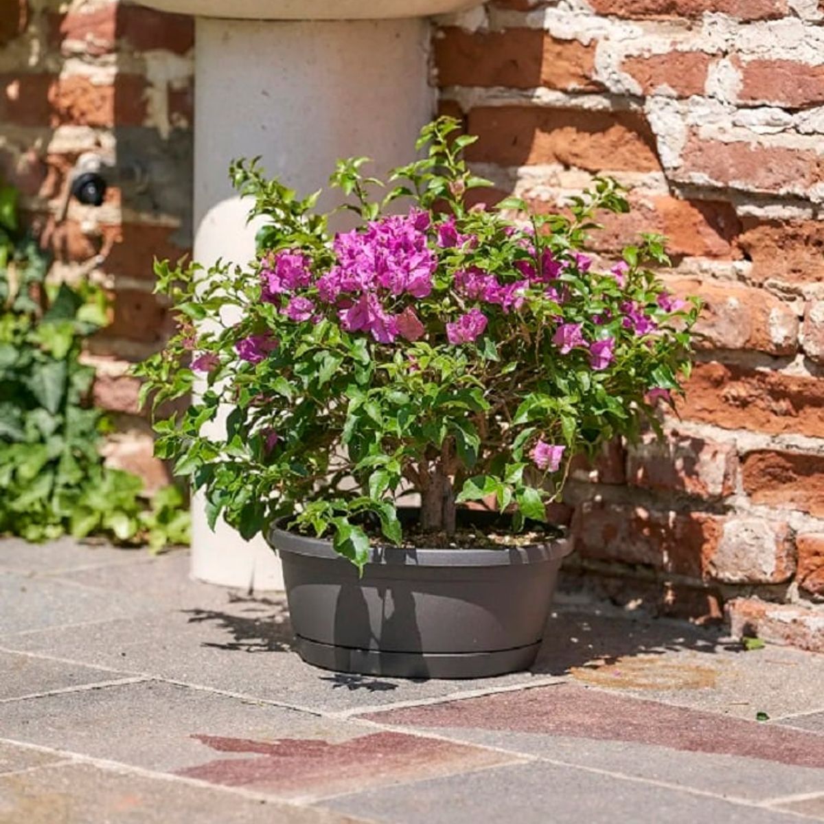 EURO3PLAST - Macetero de plástico con plato 25x11 cm color Gris Antracita