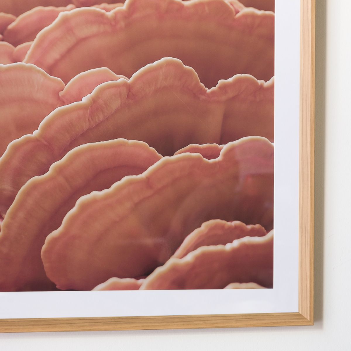 AMOBLE - Cuadro Funghi A 80 X 110 Amoblé