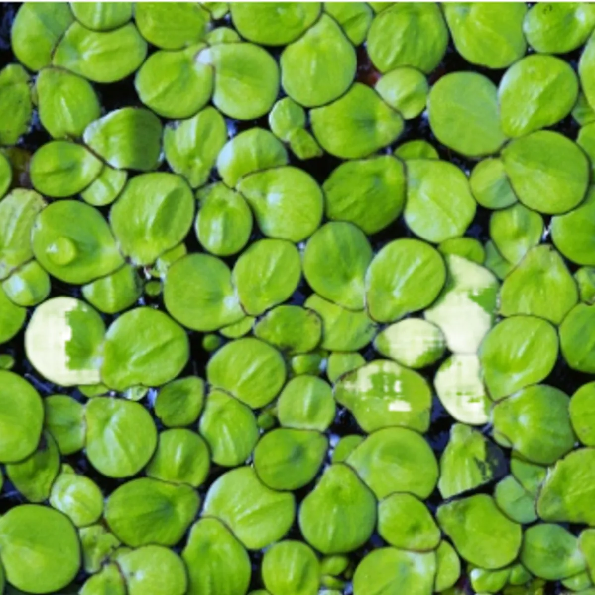 GROW SWEET - Plantas Vivas Flotantes Acuarios Estanques Lentejas Agua