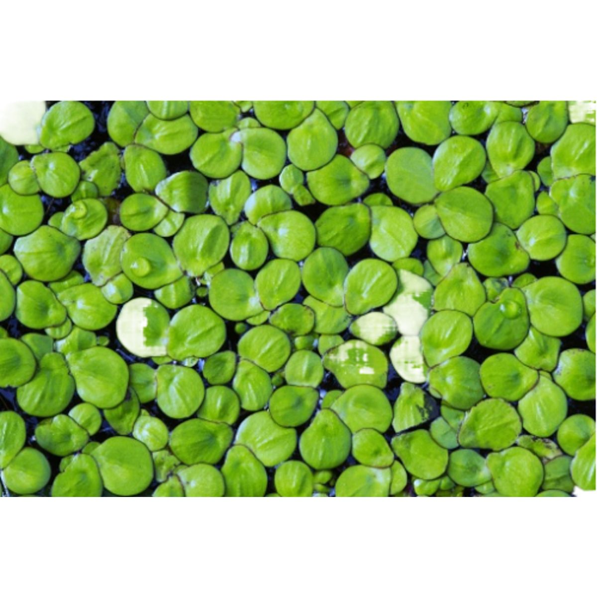 GROW SWEET - Plantas Vivas Flotantes Acuarios Estanques Lentejas Agua