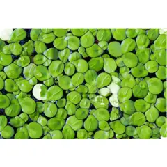 GROW SWEET - Plantas Vivas Flotantes Acuarios Estanques Lentejas Agua