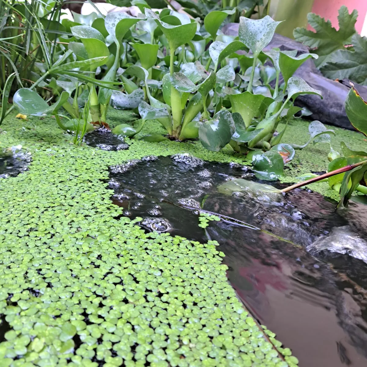 GROW SWEET - Plantas Vivas Flotantes Acuarios Estanques Lentejas Agua