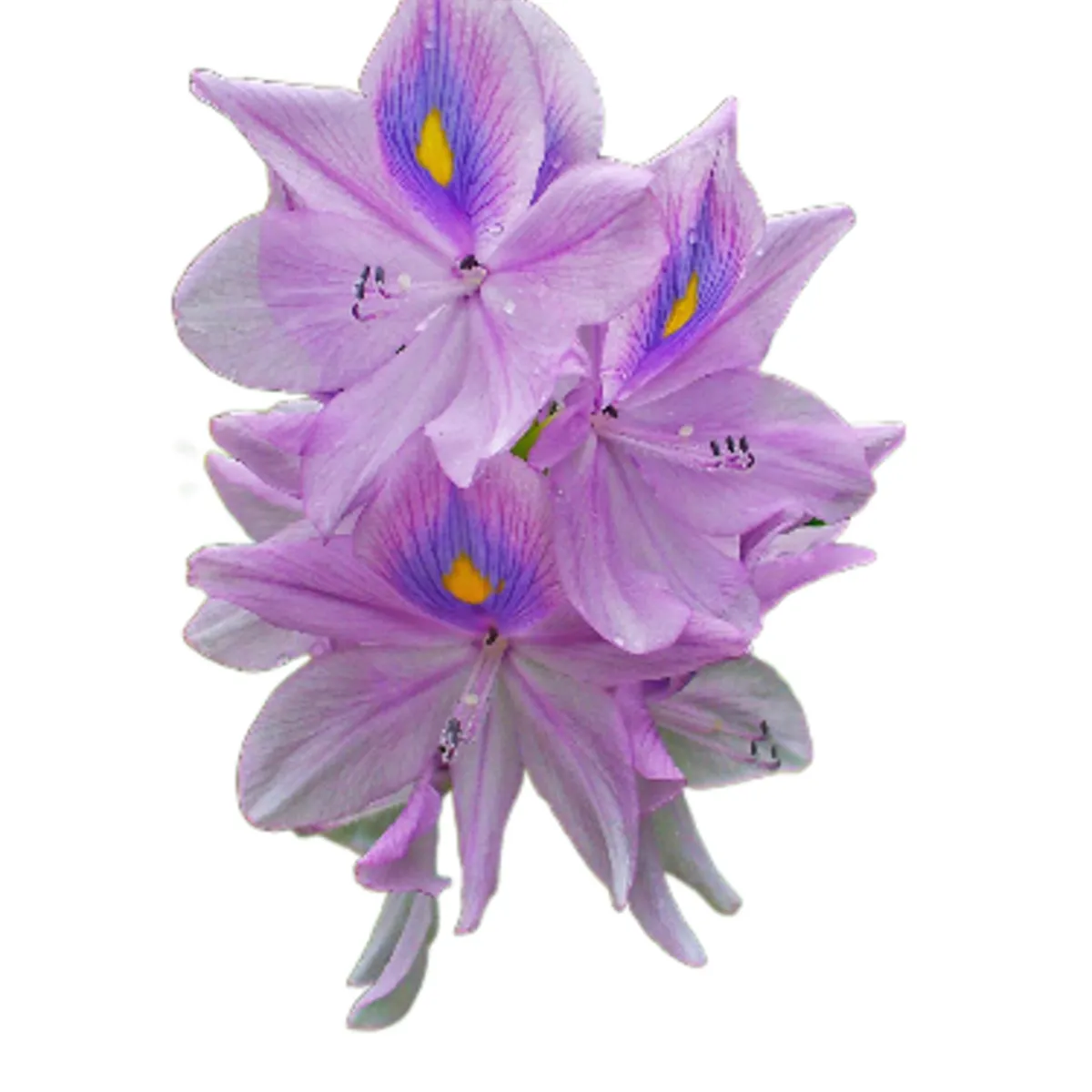 GROW SWEET - Pack De 10 Jacintos De Agua Camalote O Lirio De Agua