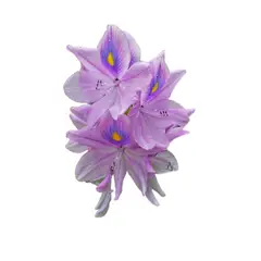 GROW SWEET - Pack De 10 Jacintos De Agua Camalote O Lirio De Agua