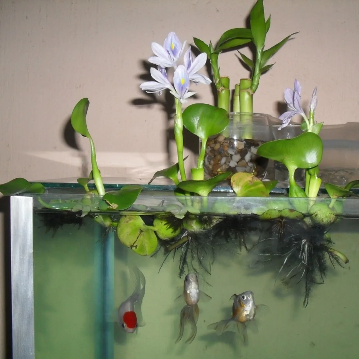 GROW SWEET - Pack De 10 Jacintos De Agua Camalote O Lirio De Agua