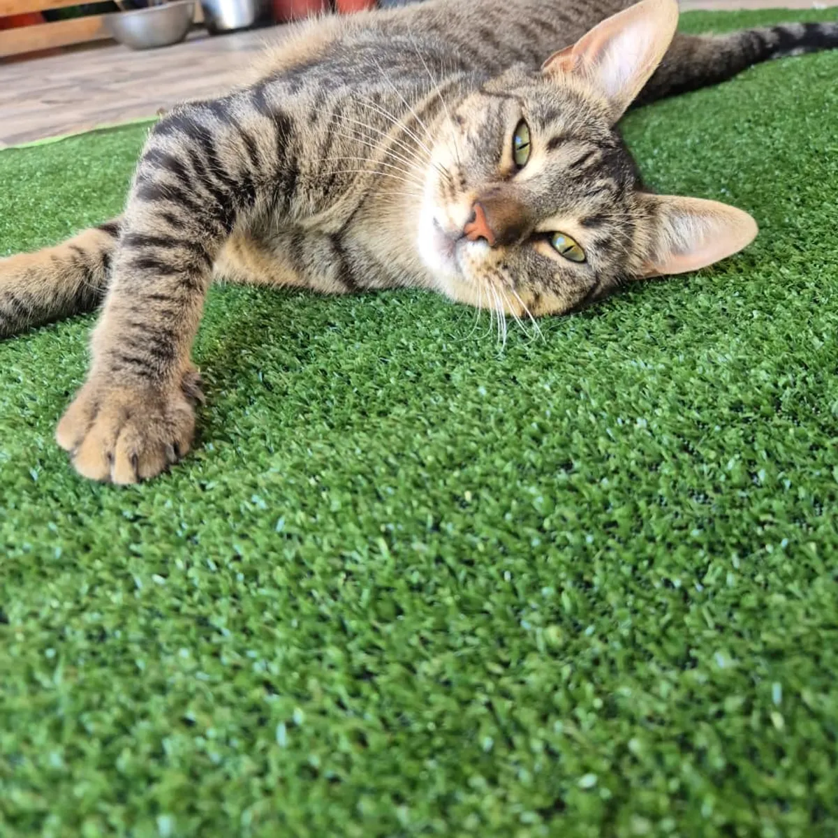 GENERICO - Pasto sintético 8mm 5mts x 2mt 10m2