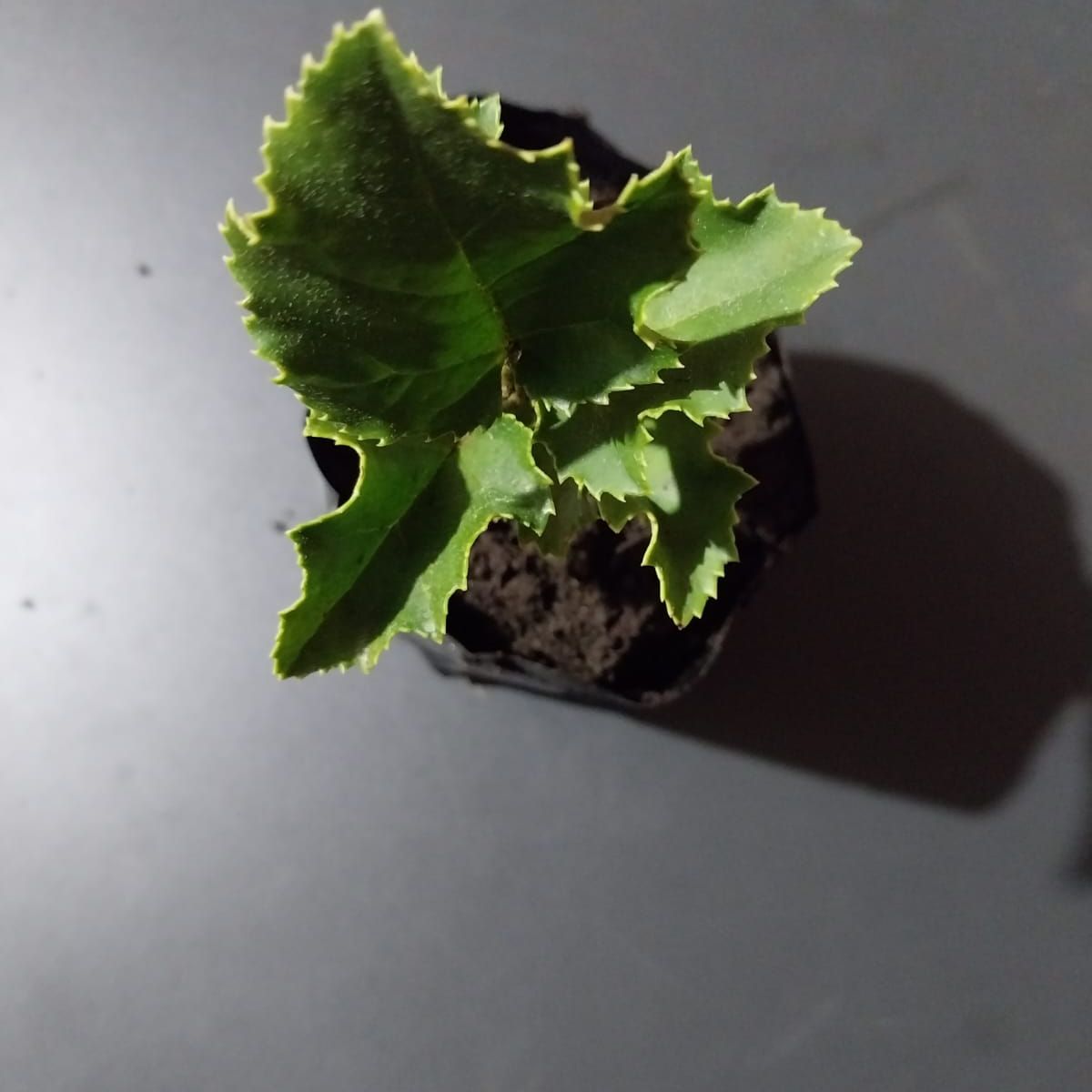 GENERICO - Avellano chileno (Gevuina avellana) 20 cm. aprox.