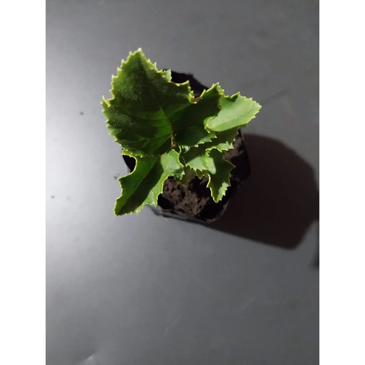 GENERICO - Avellano chileno (Gevuina avellana) 20 cm. aprox.