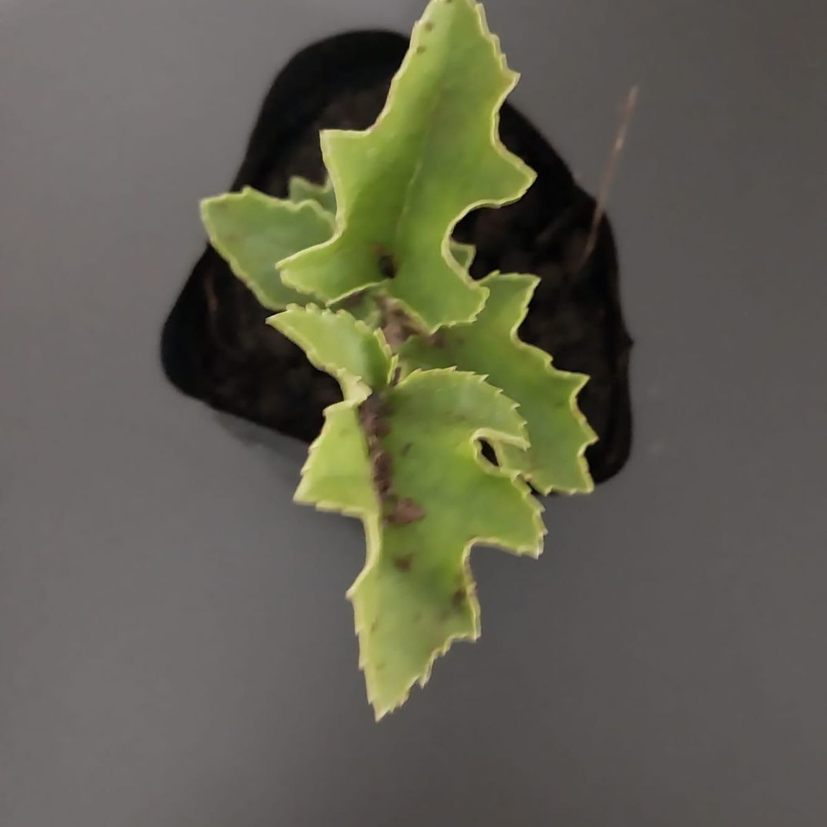 GENERICO - Avellano chileno (Gevuina avellana) 20 cm. aprox.