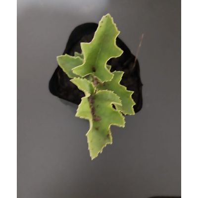 Imagen 2 del producto Avellano chileno (Gevuina avellana) 20 cm. aprox.