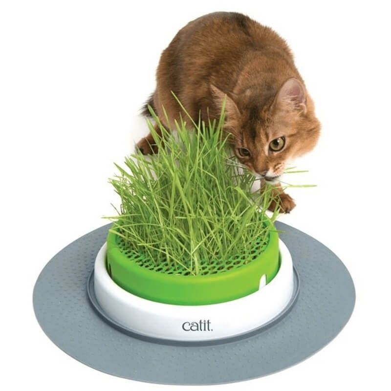 CATIT - Catit Germinador Cat Grass Planter