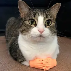 GENERICO - Disfraz Manitos para Gatos