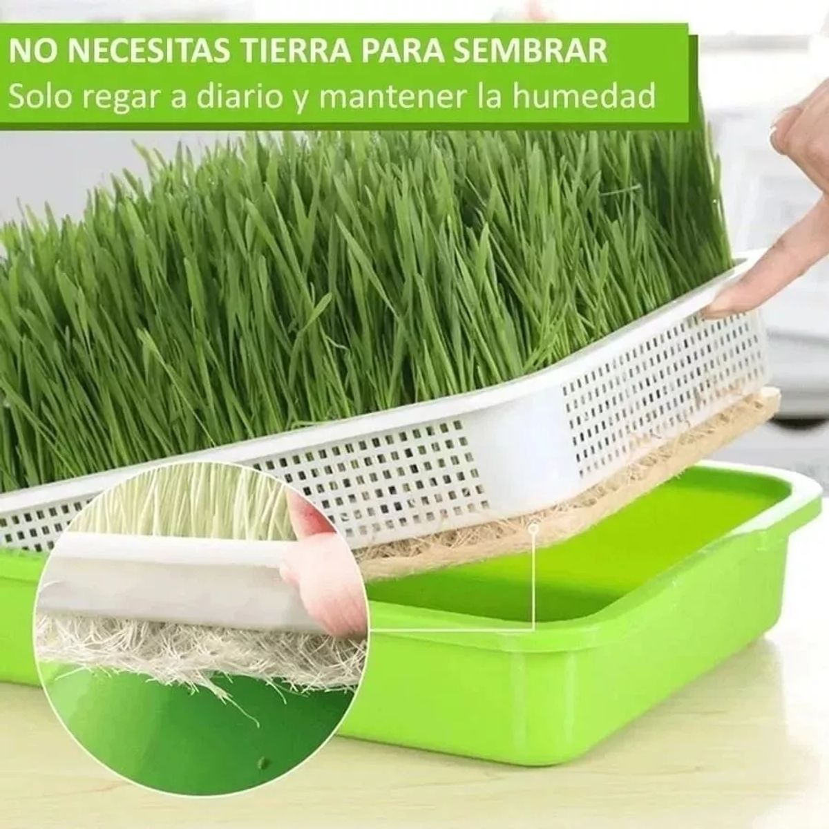KUANGYE - 2 Bandeja Microgreens Germinador Almaciguera De Semilla