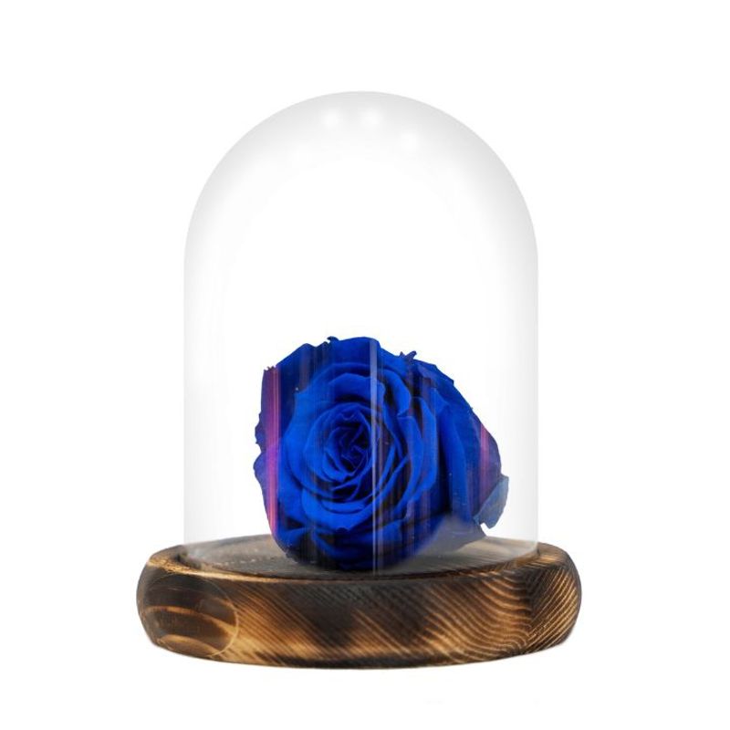 GENERICO - Rosa natural eterna azul, dura 5 años