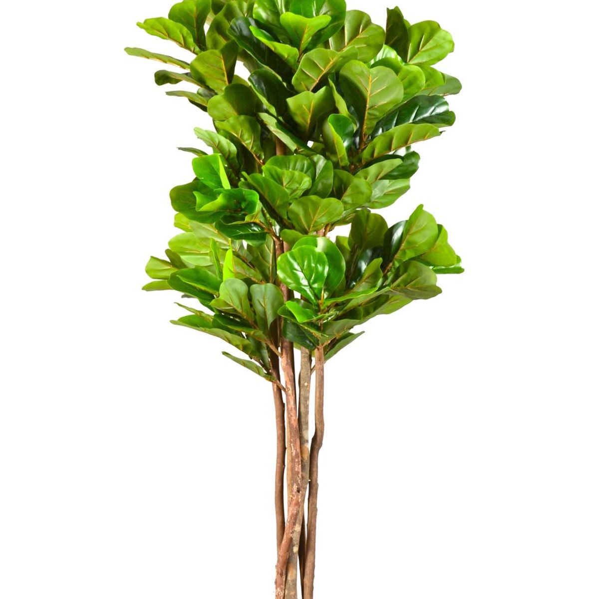 ARBUSTO REAL - Planta Artificial Ficus Premium LYRATA 180 cm. / 232 Hojas