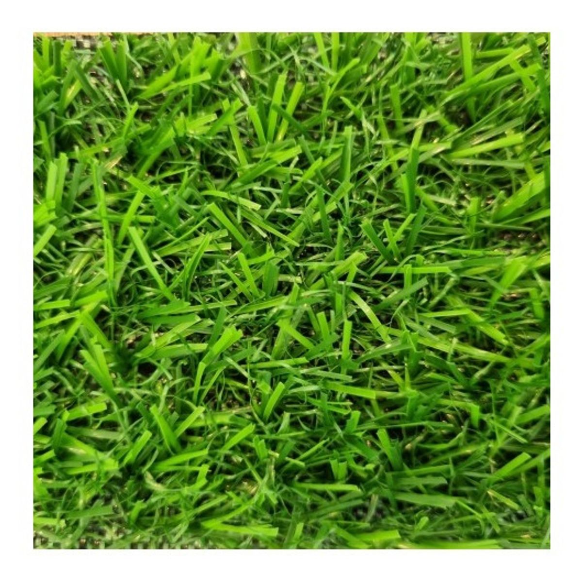 SIGNET - Pasto Sintético  15mm Fresia Rollo 2x10 Metros Signet