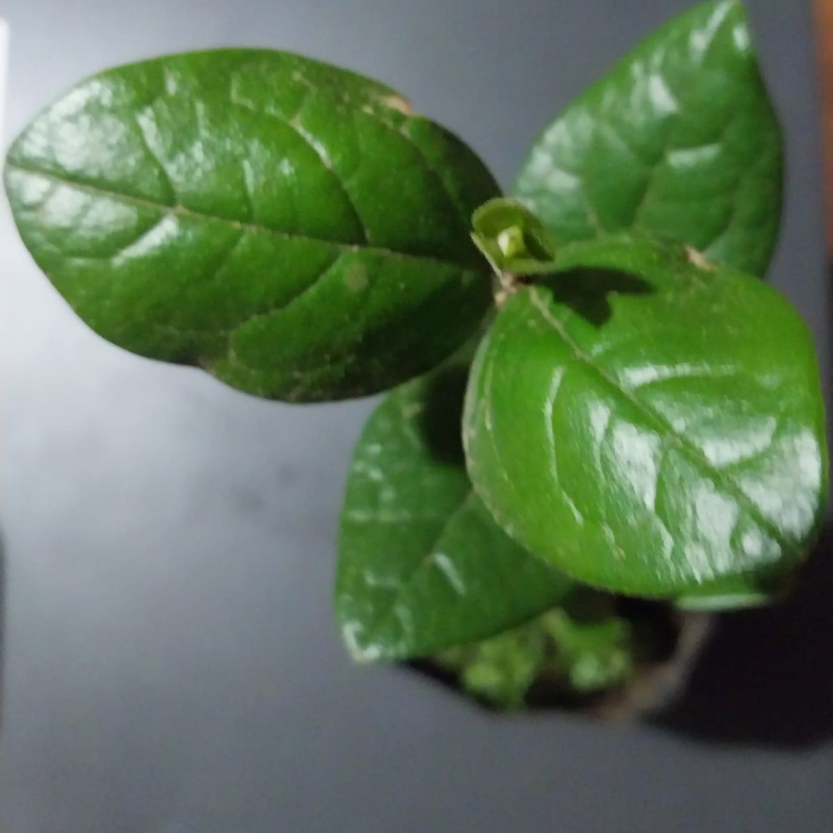 GENERICO - Boldo (Peumus boldus) árbol nativo 30 cm. aprox