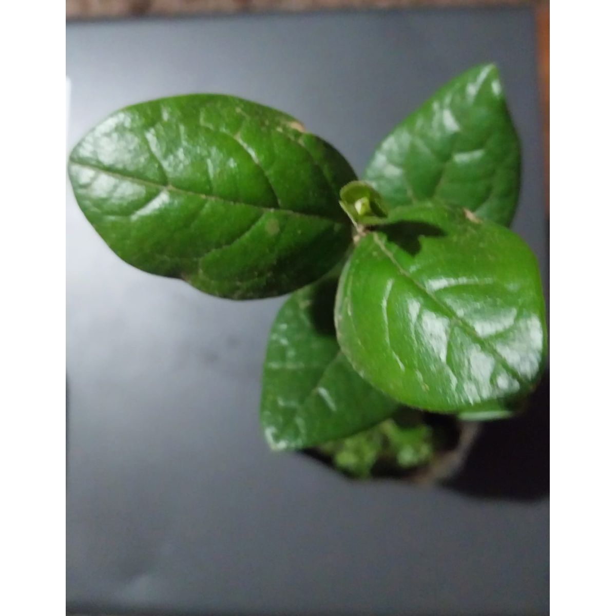 GENERICO - Boldo (Peumus boldus) árbol nativo 30 cm. aprox