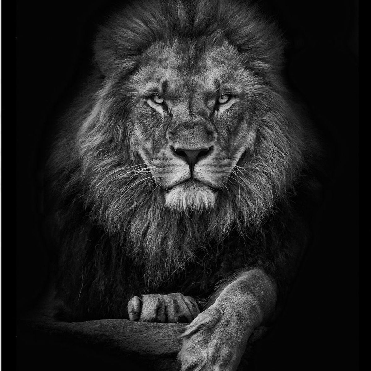 GENERICO - Cuadro Decorativo Leon Blanco y Negro Medidas 30x40 CM