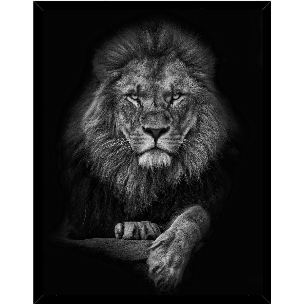 GENERICO - Cuadro Decorativo Leon Blanco y Negro Medidas 30x40 CM
