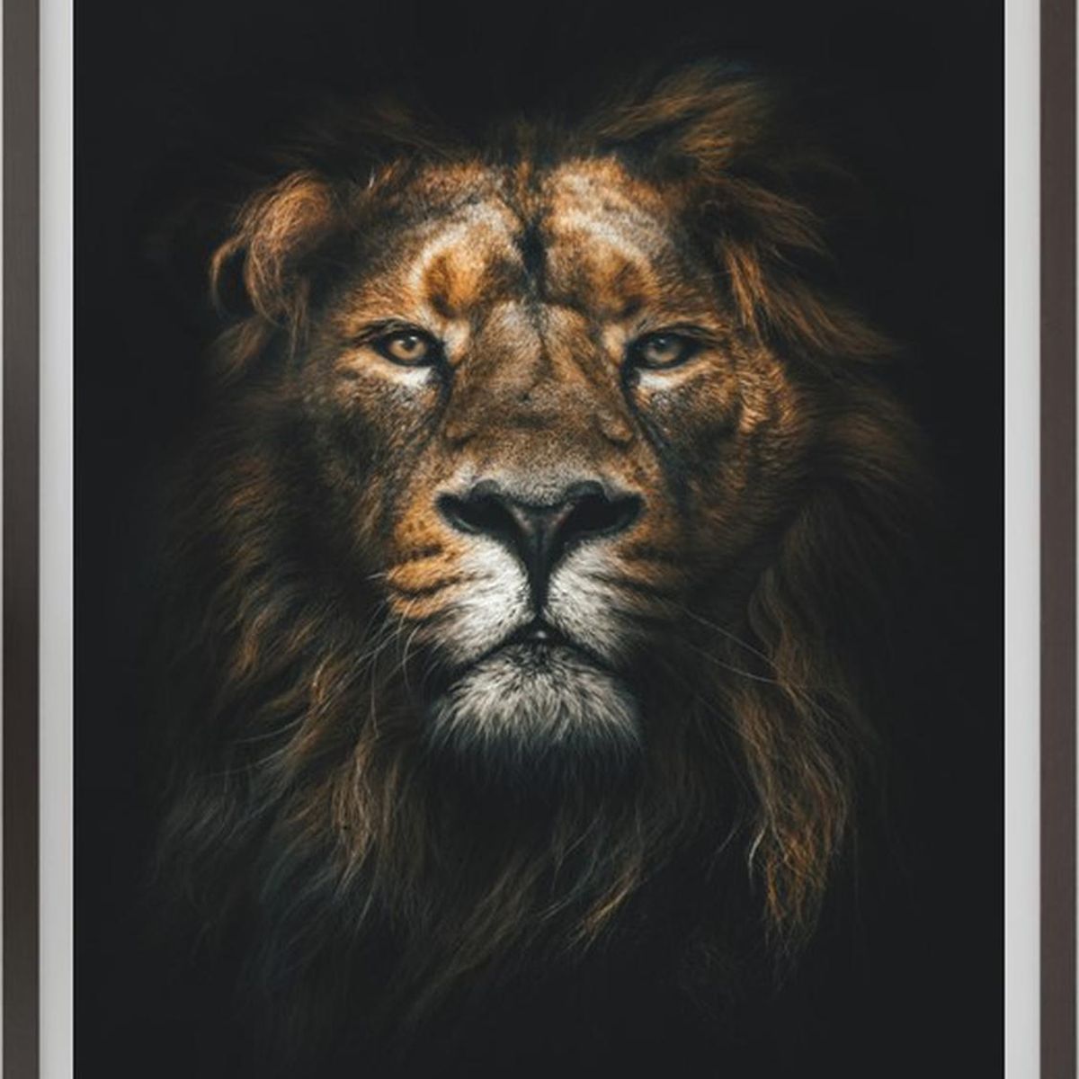 GENERICO - Cuadro Decorativo Leon con Marco y vidrio Medidas 30x40 CM