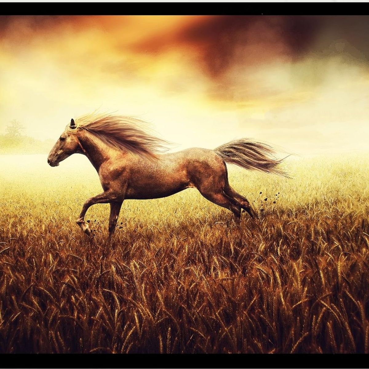 GENERICO - Cuadro Decorativo Figura Caballo Corsel Medidas 30x40 CM